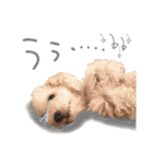 いろんな時に使いたい我が家の犬スタンプ！（個別スタンプ：13）