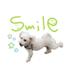 いろんな時に使いたい我が家の犬スタンプ！（個別スタンプ：14）