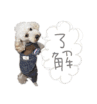 いろんな時に使いたい我が家の犬スタンプ！（個別スタンプ：18）