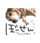 いろんな時に使いたい我が家の犬スタンプ！（個別スタンプ：20）