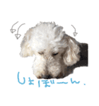 いろんな時に使いたい我が家の犬スタンプ！（個別スタンプ：21）
