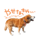 いろんな時に使いたい我が家の犬スタンプ！（個別スタンプ：22）