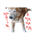 いろんな時に使いたい我が家の犬スタンプ！（個別スタンプ：24）
