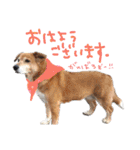 いろんな時に使いたい我が家の犬スタンプ！（個別スタンプ：25）
