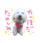 いろんな時に使いたい我が家の犬スタンプ！（個別スタンプ：27）