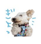 いろんな時に使いたい我が家の犬スタンプ！（個別スタンプ：28）