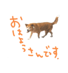 いろんな時に使いたい我が家の犬スタンプ！（個別スタンプ：30）