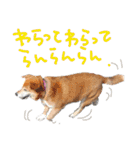 いろんな時に使いたい我が家の犬スタンプ！（個別スタンプ：31）