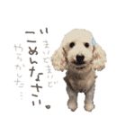 いろんな時に使いたい我が家の犬スタンプ！（個別スタンプ：34）