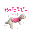 いろんな時に使いたい我が家の犬スタンプ！（個別スタンプ：35）
