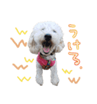 いろんな時に使いたい我が家の犬スタンプ！（個別スタンプ：36）