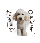 いろんな時に使いたい我が家の犬スタンプ！（個別スタンプ：37）