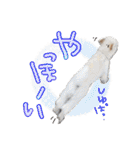 いろんな時に使いたい我が家の犬スタンプ！（個別スタンプ：38）