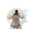 いろんな時に使いたい我が家の犬スタンプ！（個別スタンプ：39）