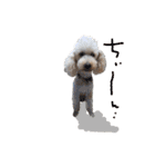 いろんな時に使いたい我が家の犬スタンプ！（個別スタンプ：40）