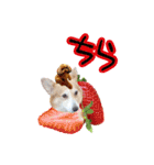 りんちゃん＋そら（個別スタンプ：3）