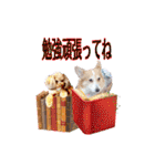 りんちゃん＋そら（個別スタンプ：12）
