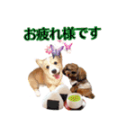 りんちゃん＋そら（個別スタンプ：15）
