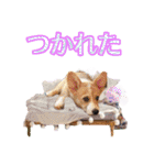 りんちゃん＋そら（個別スタンプ：16）