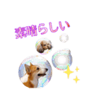 りんちゃん＋そら（個別スタンプ：28）