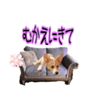 りんちゃん＋そら（個別スタンプ：31）