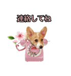 りんちゃん＋そら（個別スタンプ：34）