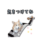 りんちゃん＋そら（個別スタンプ：35）