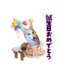 りんちゃん＋そら（個別スタンプ：38）
