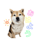 三毛柴レイちゃん（個別スタンプ：1）