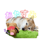三毛柴レイちゃん（個別スタンプ：2）