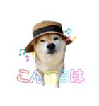 三毛柴レイちゃん（個別スタンプ：3）
