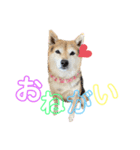 三毛柴レイちゃん（個別スタンプ：11）