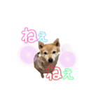 三毛柴レイちゃん（個別スタンプ：15）