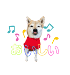三毛柴レイちゃん（個別スタンプ：18）