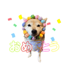 三毛柴レイちゃん（個別スタンプ：19）