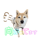 三毛柴レイちゃん（個別スタンプ：21）
