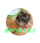 じゃんがりもっちゃんスタンプ（個別スタンプ：5）