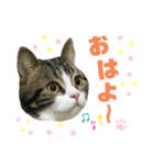 かわいい猫きなこの冬スタンプ（個別スタンプ：1）