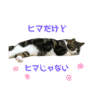 かわいい猫きなこの冬スタンプ（個別スタンプ：3）