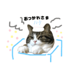 かわいい猫きなこの冬スタンプ（個別スタンプ：6）