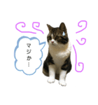 かわいい猫きなこの冬スタンプ（個別スタンプ：7）