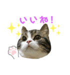 かわいい猫きなこの冬スタンプ（個別スタンプ：8）