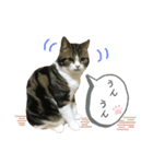 かわいい猫きなこの冬スタンプ（個別スタンプ：9）