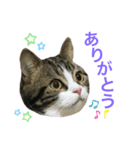 かわいい猫きなこの冬スタンプ（個別スタンプ：10）