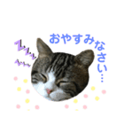 かわいい猫きなこの冬スタンプ（個別スタンプ：11）