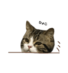 かわいい猫きなこの冬スタンプ（個別スタンプ：12）