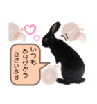 うさぎスタンプ−ミニレッキスのくろNO.6（個別スタンプ：20）