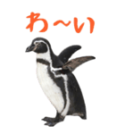 ほほえみフレンズ！BIGなペンギンの日常生活（個別スタンプ：1）