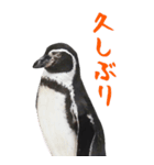 ほほえみフレンズ！BIGなペンギンの日常生活（個別スタンプ：3）