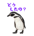 ほほえみフレンズ！BIGなペンギンの日常生活（個別スタンプ：4）